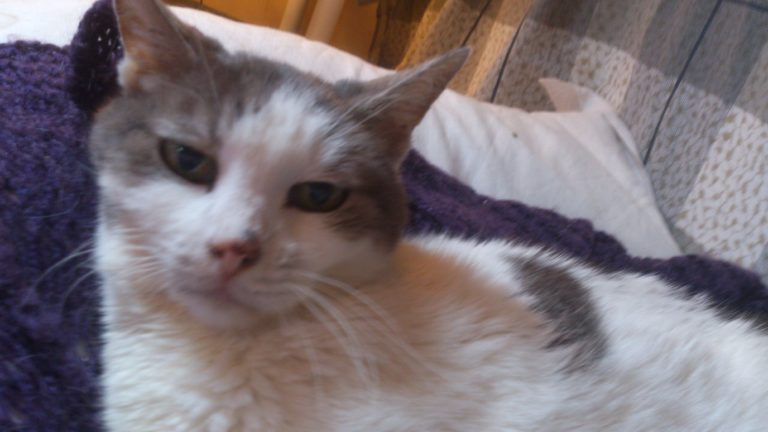 Les crampes et maux de ventre du chat
