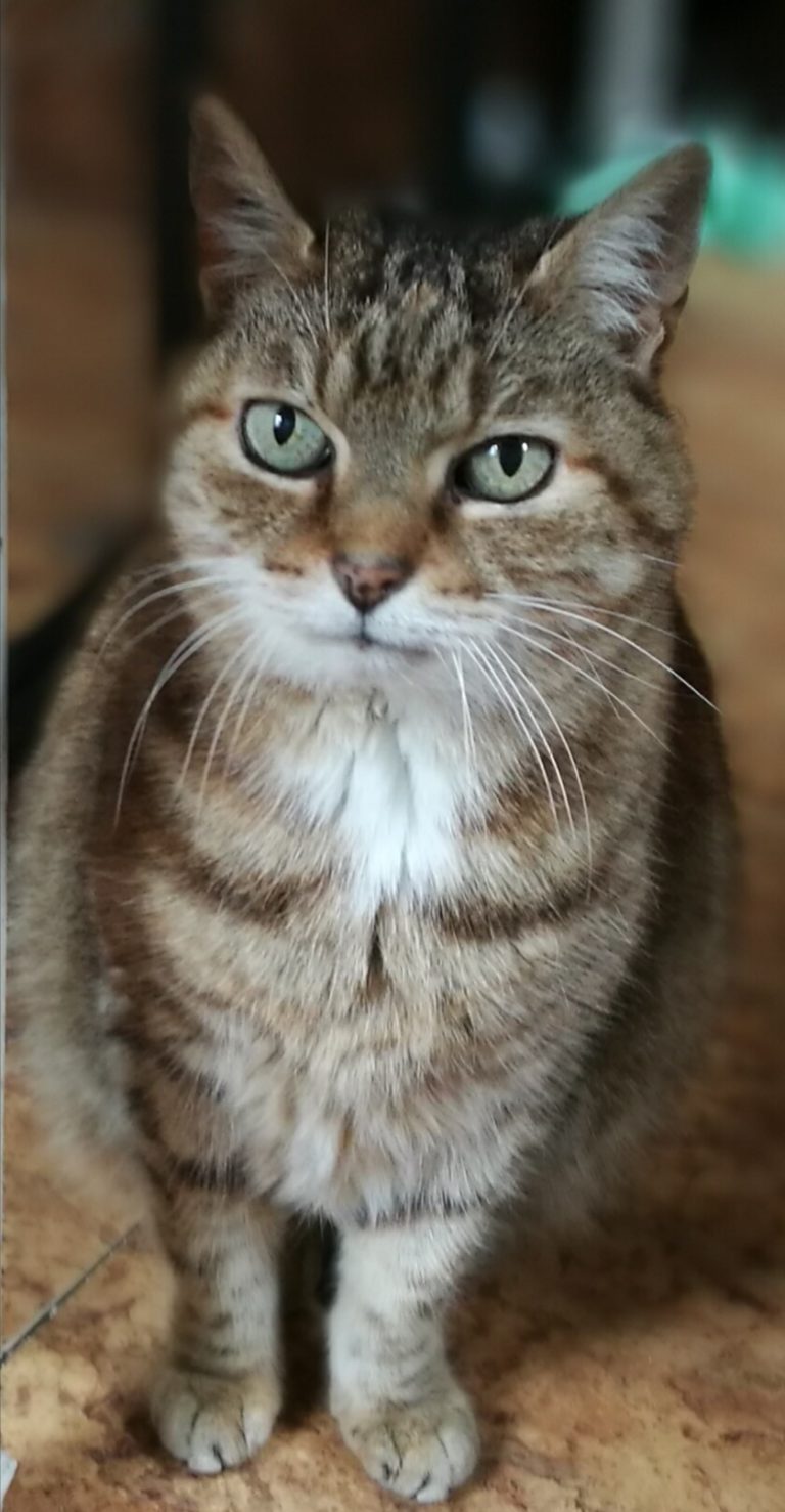 Faire manger un chat anorexique